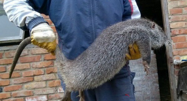 Pokyny pro porážku a řezání nutrií