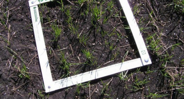 Návod k použití kotvičníku trojitého a rychlost spotřeby přípravku na osivo