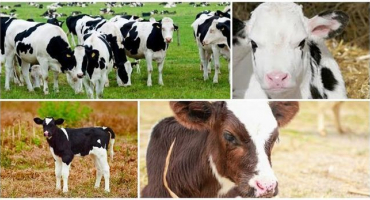 Co dělat, když má tele horečku a domácí léčba