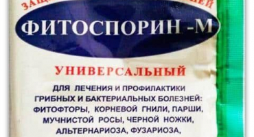 Pokyny pro použití fytosporinu proti chorobám hroznů, dávkování a léčbě