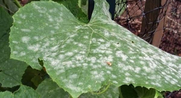 Návod k použití fungicidního akrobata a mechanismus účinku