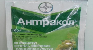 Návod k použití fungicidu antrakol a mechanismus účinku