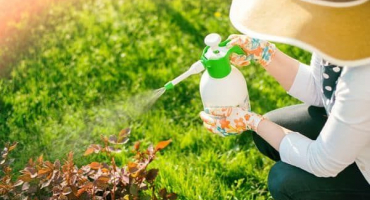 Návod na použití fungicidu quadris k ošetření hroznů, čekací doba a působení