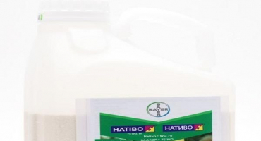 Návod k použití nativního fungicidu, spotřeba a analogy