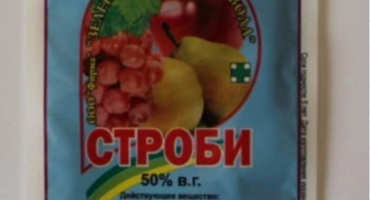 Návod na použití fungicidu strobi pro ošetření hroznů a čekací dobu