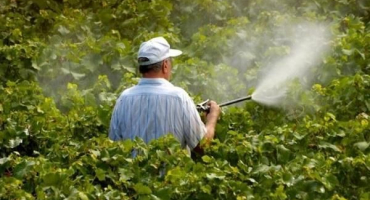 Návod na použití fungicidů na hrozny a nejlepší přípravky