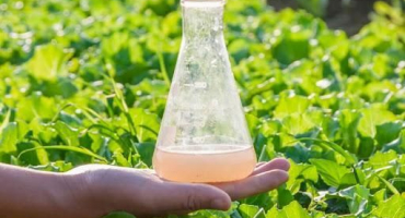 Návod k použití kyseliny indolylmáselné a jak to funguje