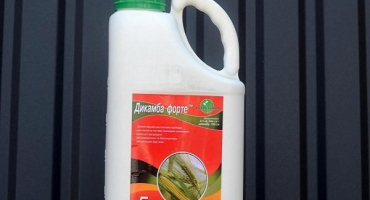 Návod na použití herbicidu dicamba, míry spotřeby a jak připravit pracovní směs