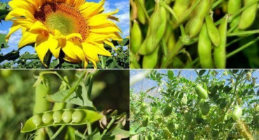 Návod k použití herbicidu hermes, bezpečnostní opatření a analogy