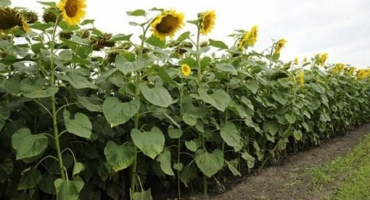 Návod na použití herbicidního paradoxu, míry spotřeby a analogy