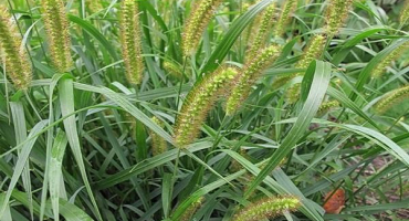 Návod na použití cílového herbicidu, mechanismus účinku a míry spotřeby