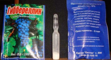 Návod na použití giberelinu pro hrozny a pravidla zpracování