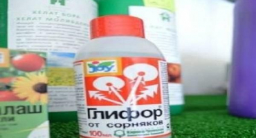 Návod na použití glyforu proti plevelům, popis herbicidu a aplikační dávky