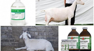 Návod k použití a dávkování oxytocinu, kdy podat koze a analogy