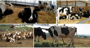 Návod k použití a složení e-selenu pro krávy a telata, míry spotřeby