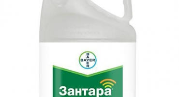 Návod k použití a složení fungicidu zantara, dávkování a analogy
