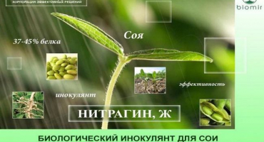 Návod k použití a složení nitraginu, míry spotřeby hnojiva