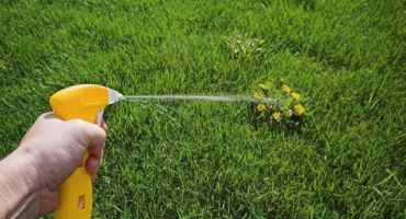 Návod k použití a spektrum účinku herbicidů, odrůdy a popis toho nejlepšího