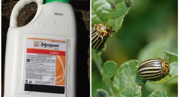 Návod na použití insekticidní euforie v pobočné farmě a složení