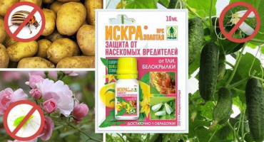 Návod k použití zlaté jiskry od škůdců, dávkování a analogy