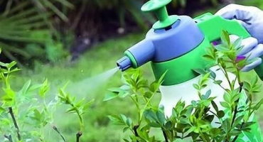 Návod na použití auxinů v pěstování rostlin, přípravky na jejich bázi