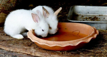 Návod na použití jódu pro králíky a jak podávat na prevenci