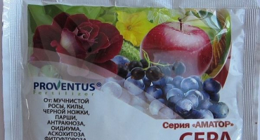 Návod na použití koloidní síry pro zpracování a postřik hroznů