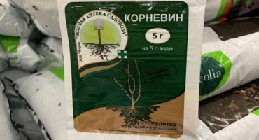 Návod na použití kořene a složení růstového stimulátoru, jak chovat