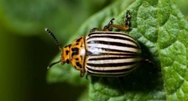 Návod k použití drogy bushido z mandelinky bramborové