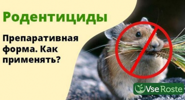 Pokyny pro použití rodenticidů, jaké jsou tyto prostředky a jejich odrůdy
