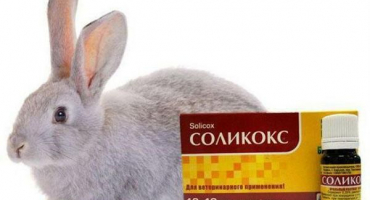Návod k použití solicoxu pro králíky, forma uvolňování a analogy