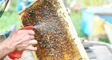 Návod na použití thymolu pro včely, složení a pravidla zpracování