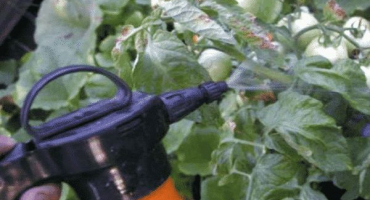 Návod na použití fytosporinového hnojiva na zahradě