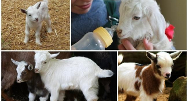 Pokyny pro použití zsm pro krmení dětí a jaký lék zvolit