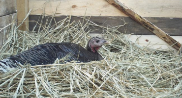 Návod na stavbu krůtího hnízda doma