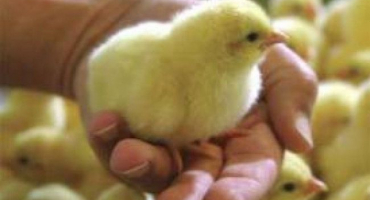 Pokyny pro pěstování brojlerů od a do z