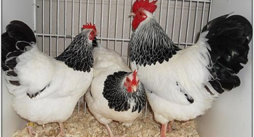 Návod na chov kuřat od a do z