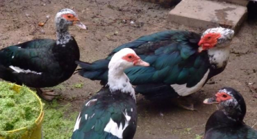 Návod na chov kachen od a do z