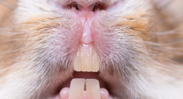 Zajímavá fakta o králičích zubech