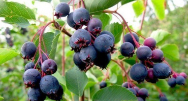 Irga: přehled bobulového keře a tajemství jeho pěstování