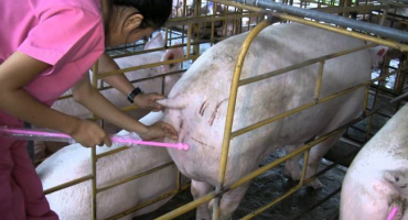 Umělá inseminace prasnic