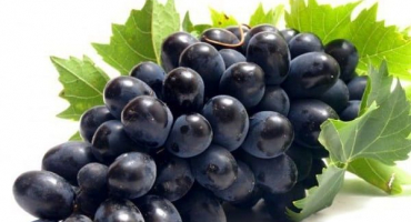 Historie, popis a charakteristika rané odrůdy maharacha a pravidla pěstování