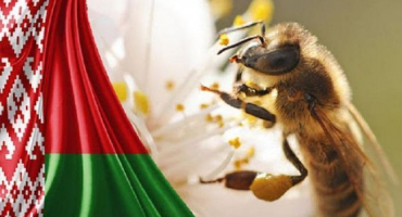 Historie vývoje a současný stav včelařství v bělorusku, problémy