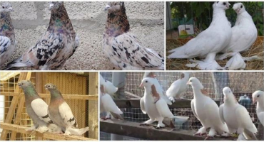 Historie vzniku bojových holubů, popisy 6 nejlepších plemen a obsah