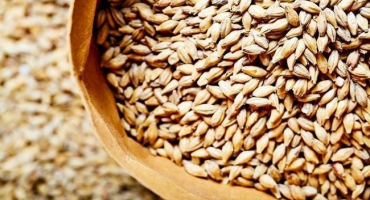 Jaká obilovina se používá k přípravě krupice ječmene, její výhody a poškození a kontraindikace