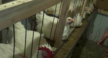 Výroba klece pro brojlery a jak chovat ptáky v takových podmínkách?