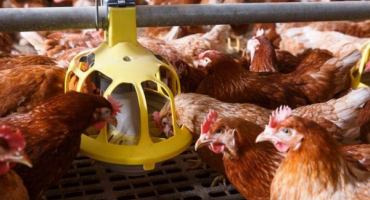 Výroba krmítka pro kuře