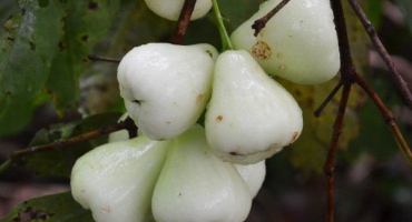 Jablka bílé růže: popis a charakteristika, pravidla výsadby a péče