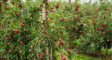 Jonathan jablka - výsadba a péče