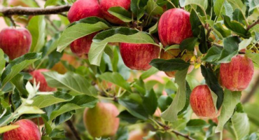 Jablka růžová dáma - úplný popis odrůdy